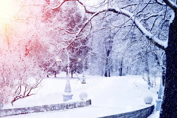 Χειμερινή Χώρα Των Θαυμάτων Σκηνή Φόντο Τοπίο Δένδρα Δάσος Στο — Φωτογραφία Αρχείου