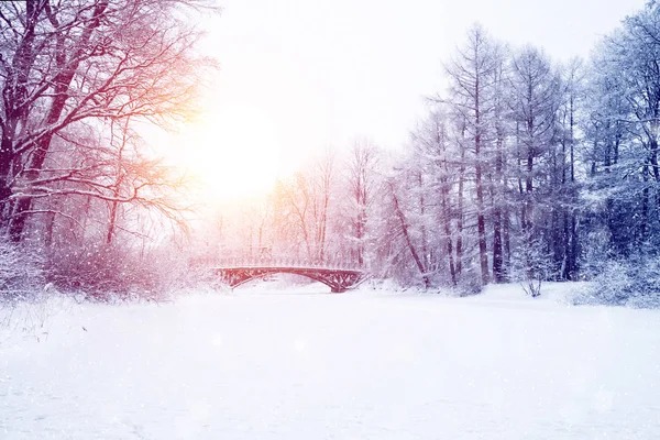 Invierno Maravilla Escena Fondo Paisaje Árboles Bosque Nieve Navidad Año — Foto de Stock