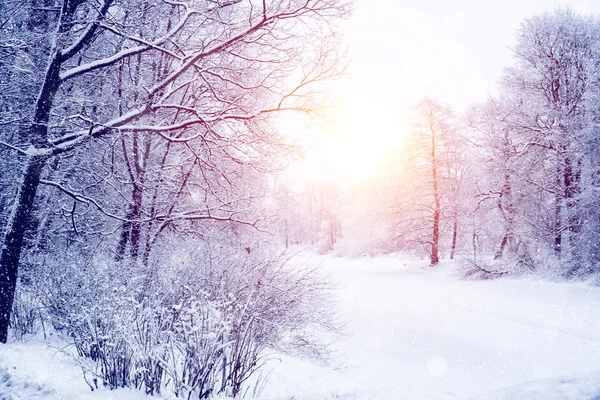 Winter Wonderland Scen Bakgrund Landskap Träd Skog Snö Jul Nyår — Stockfoto