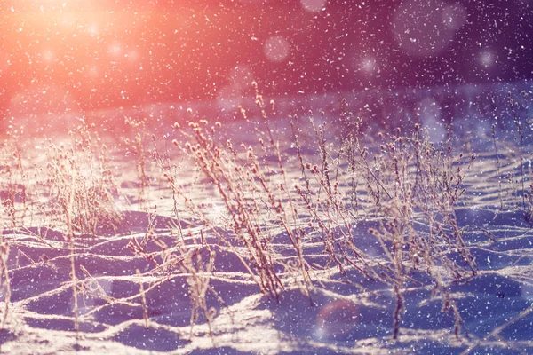 Zimní Říši Divů Scénu Pozadí Krajiny Stromy Les Sněhu Vánoce — Stock fotografie