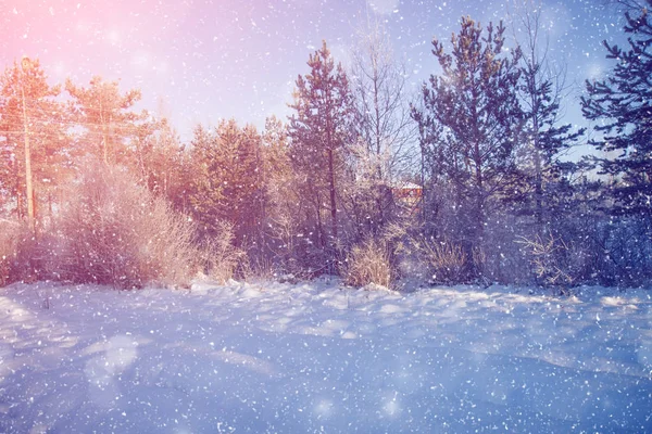 Invierno Maravilla Escena Fondo Paisaje Árboles Bosque Nieve Navidad Año —  Fotos de Stock