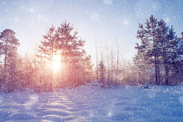 Winter Wonderland Scen Bakgrund Landskap Träd Skog Snö Jul Nyår — Stockfoto