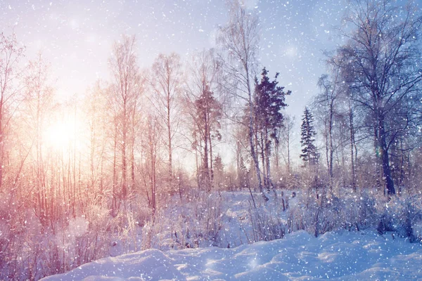 Invierno Maravilla Escena Fondo Paisaje Árboles Bosque Nieve Navidad Año — Foto de Stock