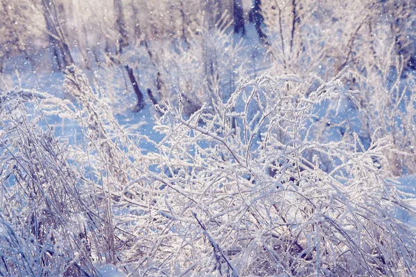 원더랜드 풍경입니다 숲에서 눈입니다 크리스마스 — 스톡 사진
