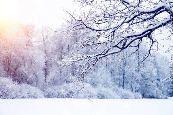 Sfondo Invernale Paesaggio Alberi Invernali Nel Paese Delle Meraviglie Scena — Foto Stock