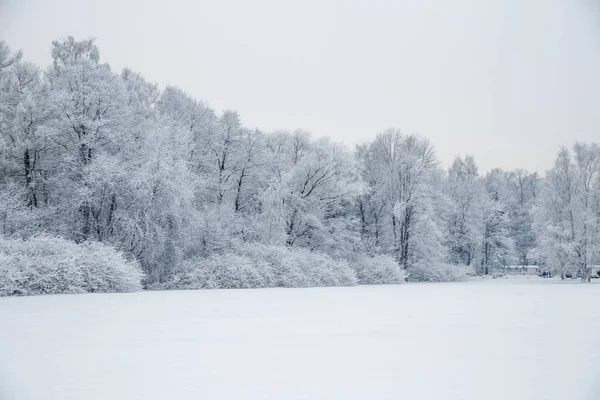 Зимний Пейзаж Пейзаж Деревья Лес Снегу Рождество Новый Год — стоковое фото