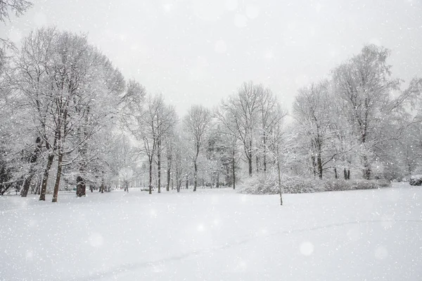 Kış Harikalar Diyarı Sahne Arka Plan Manzara Ağaçlar Orman Içinde — Stok fotoğraf