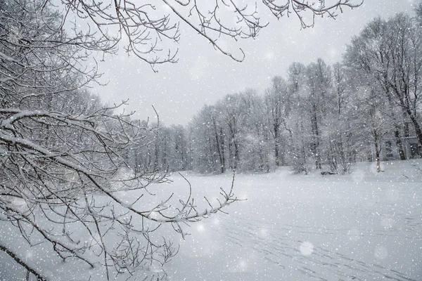 País Das Maravilhas Inverno Cena Fundo Paisagem Árvores Floresta Neve — Fotografia de Stock