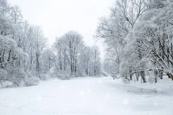 Winter Wonderland Scene Background Landscape Trees Forest Snow Christmas New — Stock Photo, Image