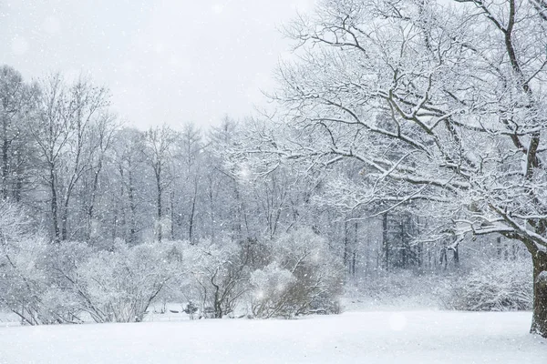 Inverno Paese Delle Meraviglie Scena Sfondo Paesaggio Alberi Foresta Nella — Foto Stock