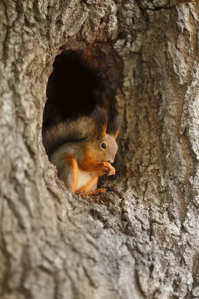 Ardilla Roja Hueco Árbol — Foto de Stock