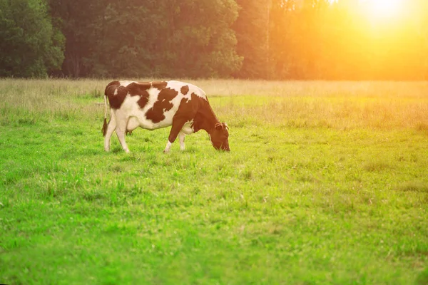 Las Vacas Comen Hierba Prado Para Dar Leche Fresca Mascotas —  Fotos de Stock