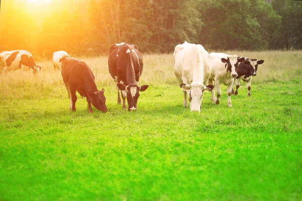 Mucche Mangiano Erba Nel Prato Dare Latte Fresco Animali Pascolano — Foto Stock