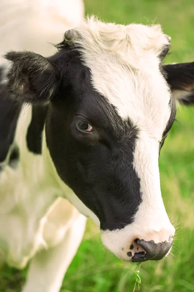 Mucche Mangiano Erba Nel Prato Dare Latte Fresco Animali Pascolano — Foto Stock