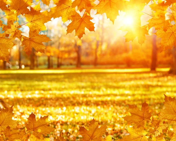 Autunno Autunno Lascia Sfondo Ramo Albero Con Foglie Autunno Acero — Foto Stock