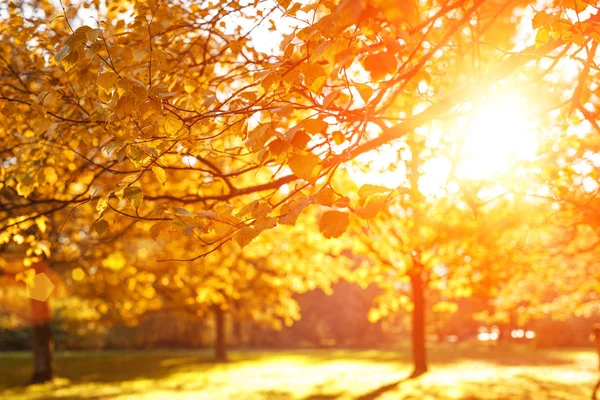 秋天秋天树叶背景枫树一种有秋天枫叶的树枝 背景模糊秋天的风景 — 图库照片