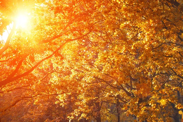 Fall, autumn, leaves background. A tree branch with autumn leaves of a maple on a blurred background. Landscape in autumn season