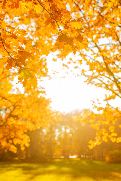 Осень, осень, листья фона. Ветка дерева с осенними листьями клена на размытом фоне. Пейзаж осенью