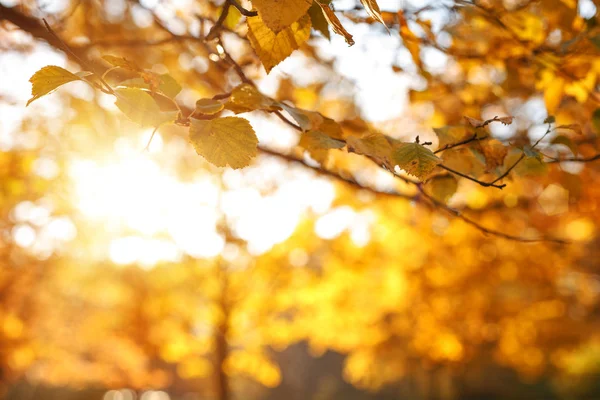 Podzim Podzim Zanechává Pozadí Stromovou Větev Podzimními Listy Javoru Rozmazaném — Stock fotografie