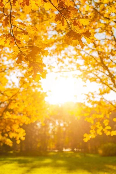 Jesień Jesień Pozostawia Tło Gałąź Drzewa Jesiennymi Liśćmi Klonu Rozmytym — Zdjęcie stockowe
