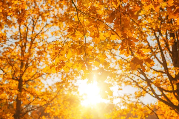 Fall Autumn Leaves Background Tree Branch Autumn Leaves Maple Blurred — Stock Photo, Image