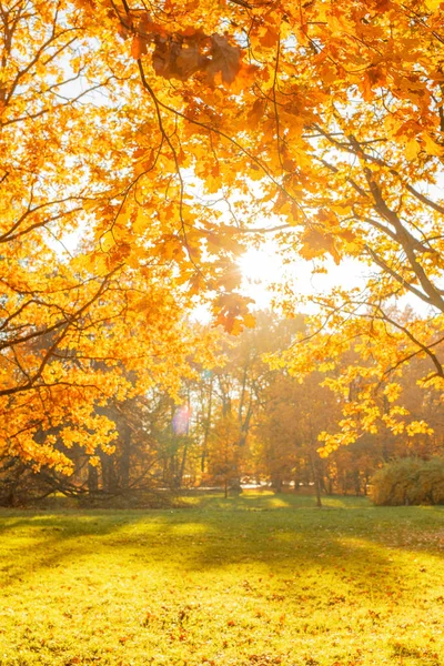 Fall Höst Lämnar Bakgrunden Trädgren Med Höstlöv Lönn Suddig Bakgrund — Stockfoto