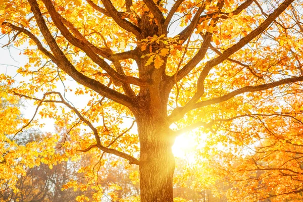 가을은 배경을 이룬다 배경에 단풍나무의 나뭇가지가 가을철의 — 스톡 사진