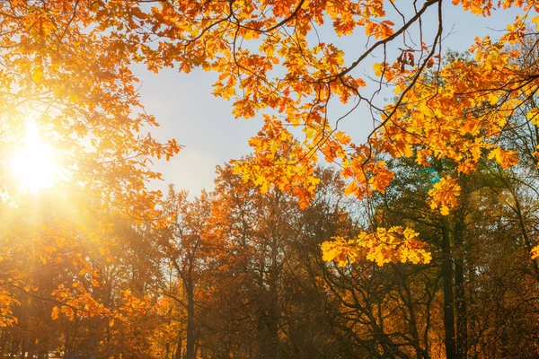 Fall Autumn Leaves Background Tree Branch Autumn Leaves Maple Blurred — Stock Photo, Image