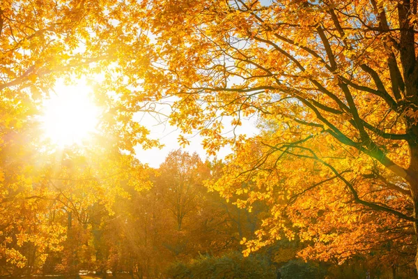 Fall Höst Lämnar Bakgrunden Trädgren Med Höstlöv Lönn Suddig Bakgrund — Stockfoto