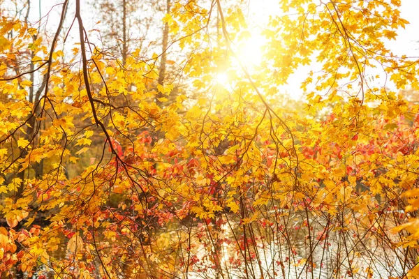 Fall Autumn Leaves Background Tree Branch Autumn Leaves Maple Blurred — Stock Photo, Image