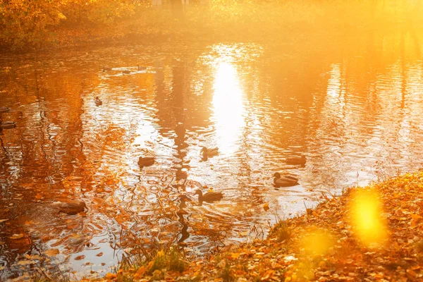 Fall, autumn, leaves background. A tree branch with autumn leaves of a maple on a blurred background. Landscape in autumn season