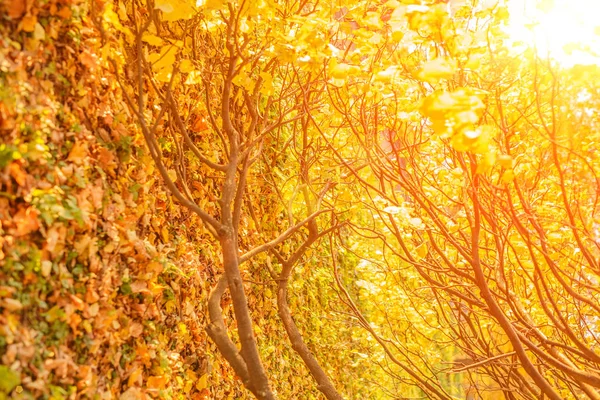 Fall, autumn, leaves background. A tree branch with autumn leaves of a maple on a blurred background. Landscape in autumn season