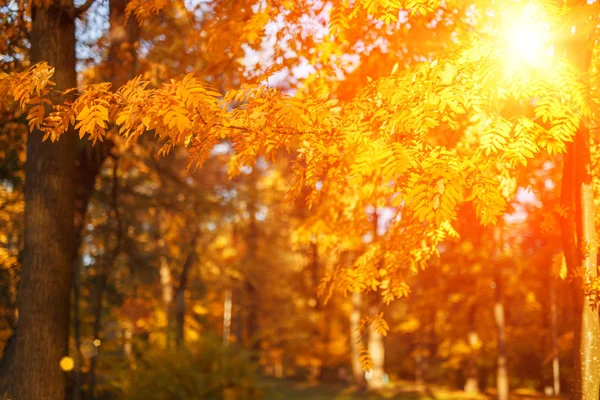 背景を残します 背景がぼやけているのがカエデの紅葉の木の枝 秋の風景 — ストック写真