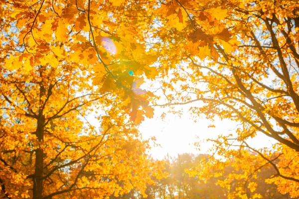 Automne Automne Feuilles Fond Une Branche Arbre Avec Les Feuilles — Photo