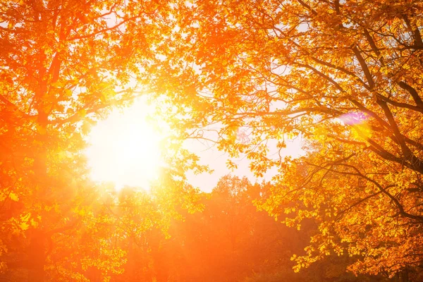 Fall, autumn, leaves background. A tree branch with autumn leaves of a maple on a blurred background. Landscape in autumn season