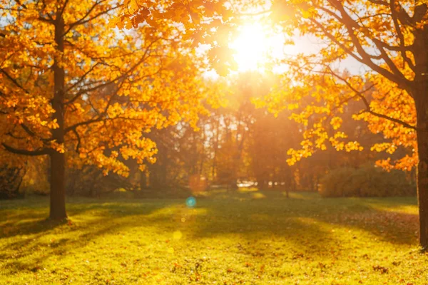 Queda Outono Folhas Fundo Galho Árvore Com Folhas Outono Bordo — Fotografia de Stock