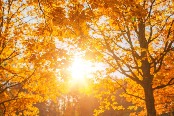秋天秋天树叶背景枫树一种有秋天枫叶的树枝 背景模糊秋天的风景 — 图库照片