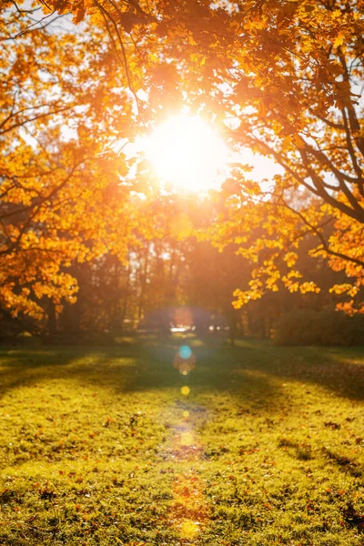 背景を残します 背景がぼやけているのがカエデの紅葉の木の枝 秋の風景 — ストック写真