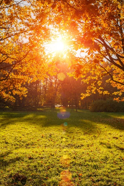 Осень Осень Листья Фона Ветка Дерева Осенними Листьями Клена Размытом — стоковое фото