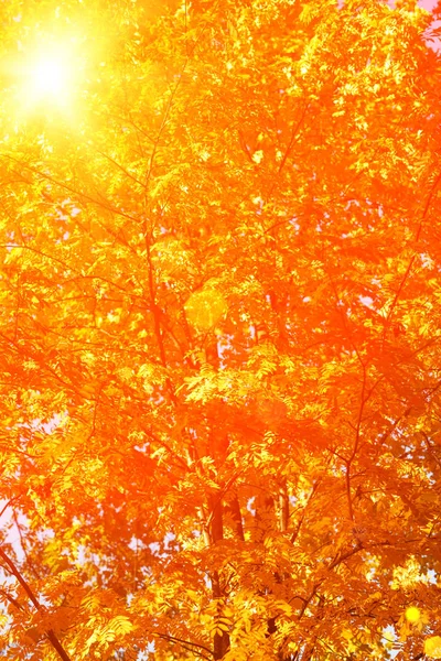 Fall Autumn Leaves Background Tree Branch Autumn Leaves Maple Blurred — Stock Photo, Image