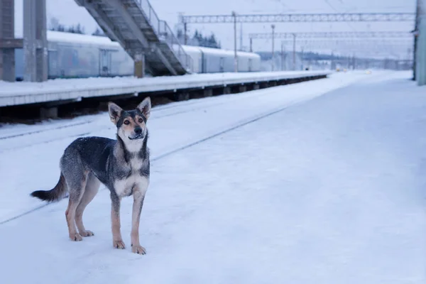 Anavatan Köpek Kış Istasyonunda Terk Edilmiş Sadık Trajik Yalnız Evde - Stok İmaj