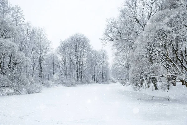 冬日仙境的布景背景 森林在雪地里 圣诞节 新年时间 图库图片