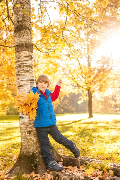 Niño Parque Otoño Feliz Niño Adorable Con Hojas Otoño Concepto Imágenes de stock libres de derechos