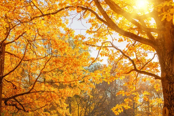 Herbst Herbst Blätter Hintergrund Ein Ast Mit Herbstblättern Eines Ahorns lizenzfreie Stockfotos