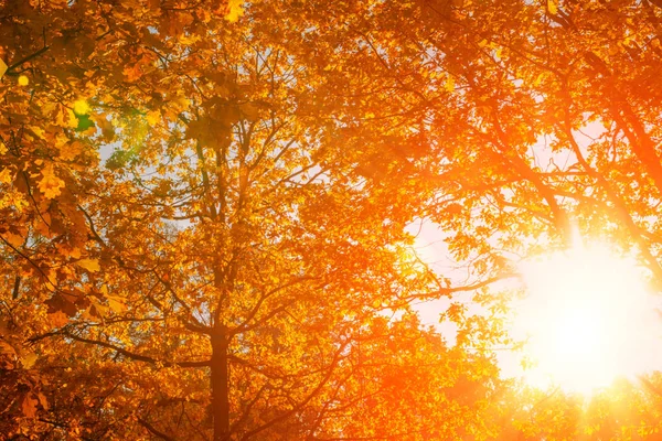 秋天秋天树叶背景枫树一种有秋天枫叶的树枝 背景模糊秋天的风景 图库照片