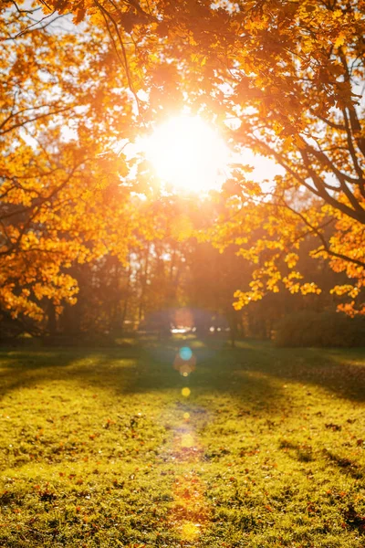 Jesień Jesień Pozostawia Tło Gałąź Drzewa Jesiennymi Liśćmi Klonu Rozmytym Obrazek Stockowy