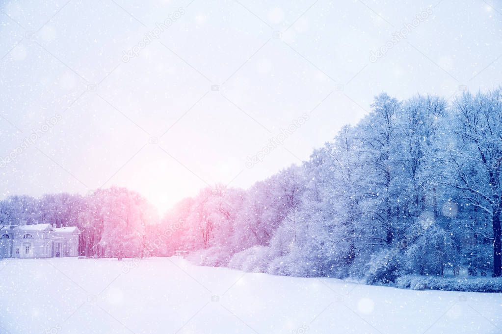 Winter wonderland scene background, landscape. Trees, forest in snow. Christmas, New Year time