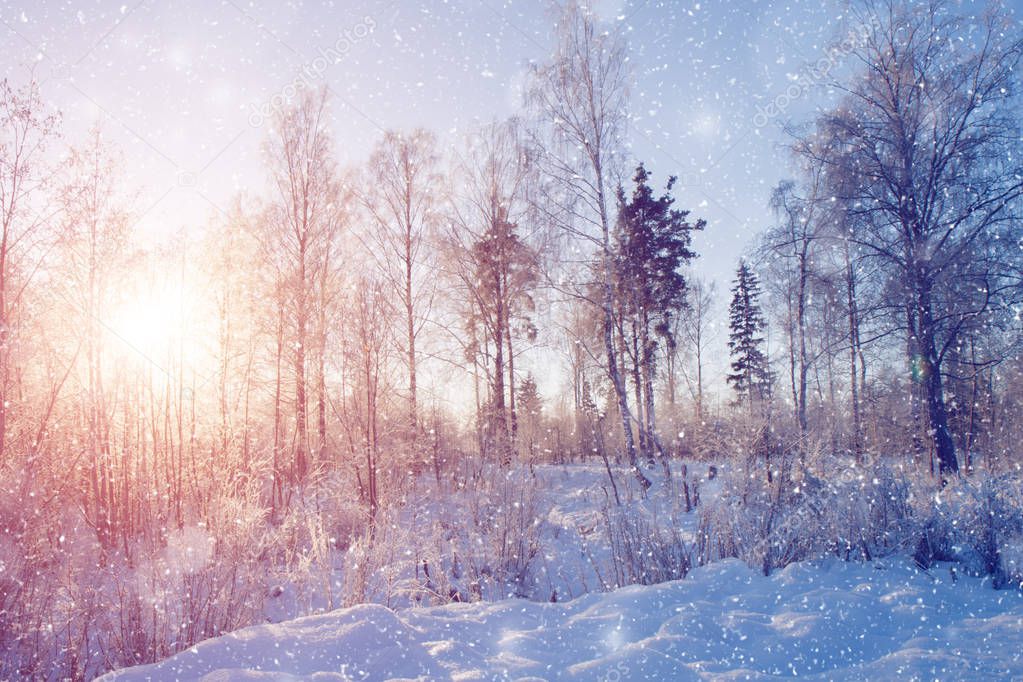 Winter wonderland scene background, landscape. Trees, forest in snow. Christmas, New Year time