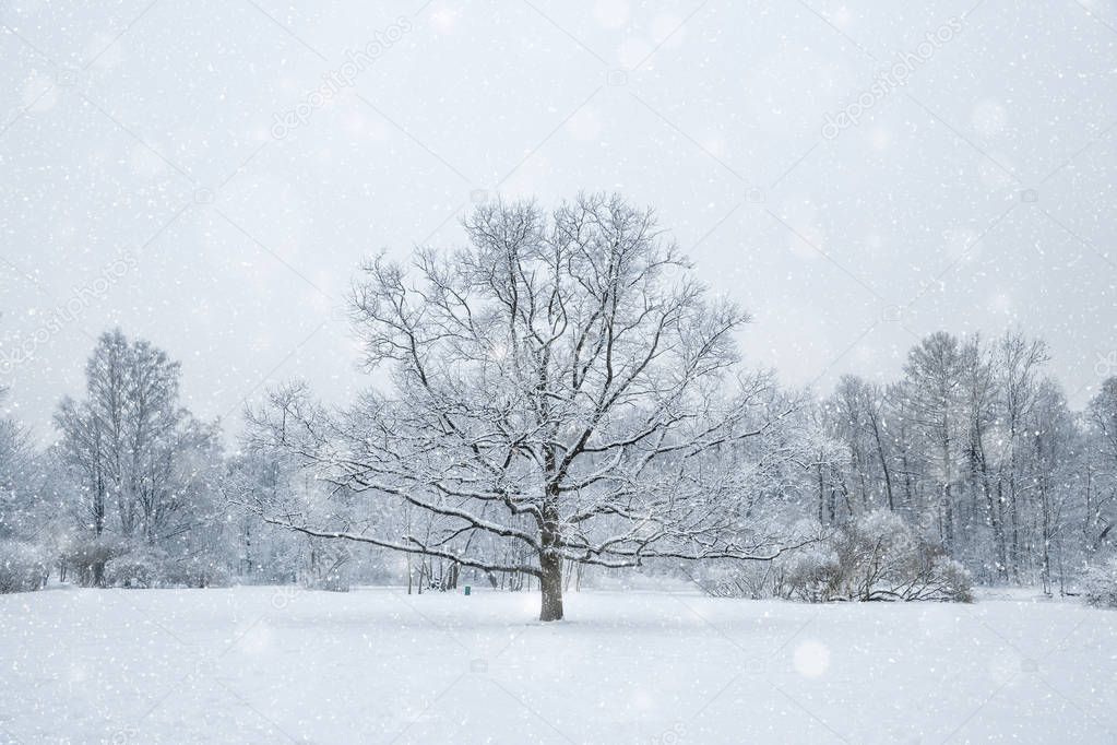 Winter wonderland scene background, landscape. Trees, forest in snow. Christmas, New Year time