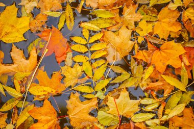 Sonbahar yaprakları. sonbahar manzara.